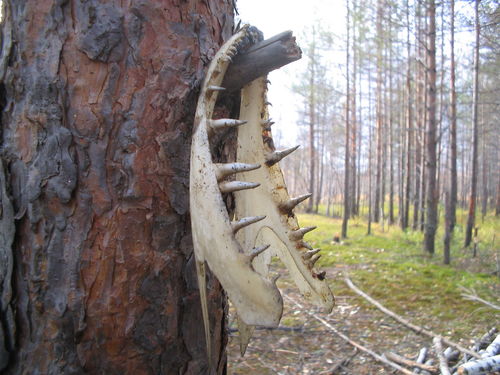 --Без слов... - рыбалка (фотоальбом)