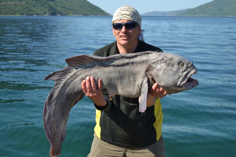 --Steinbeiser - ������� (����������)