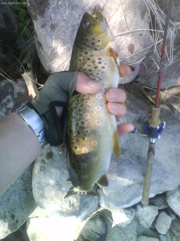 -- (Forelle) 34  Saale -  ()