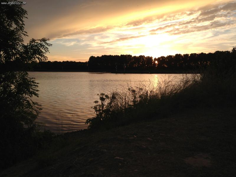 --Linne - ������� (����������)