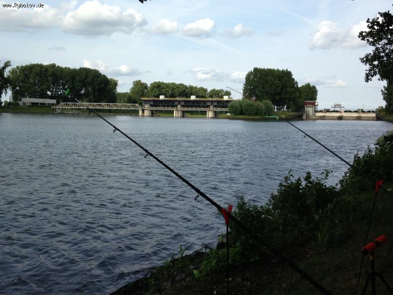 --Linne niderlandi -  ()