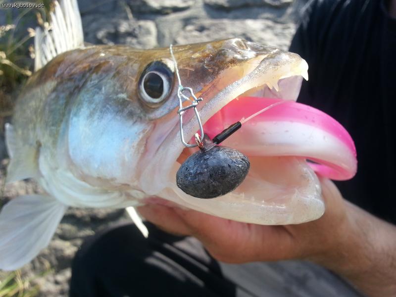 --Zander - ������� (����������)