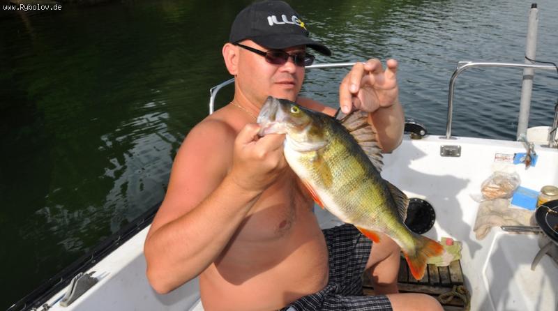 --Barsch 41 cm ,Edersee - ������� (����������)