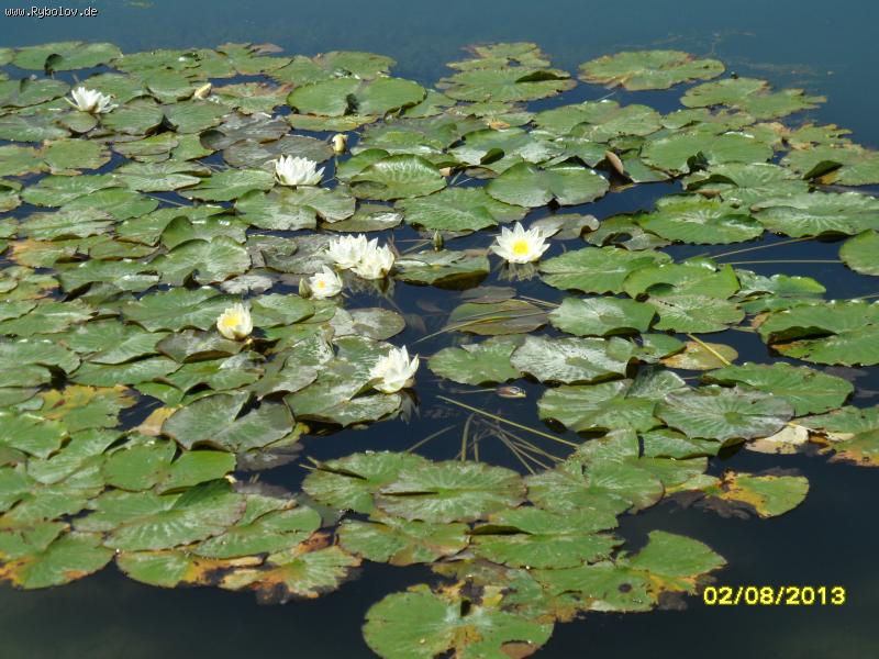 --���� - ������� (����������)