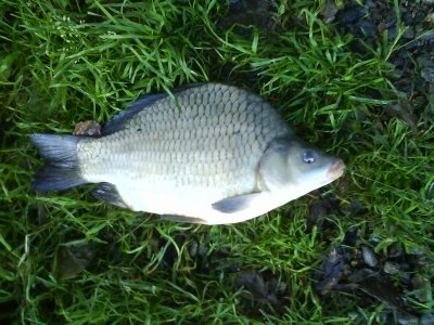 --������. - ������� (����������)