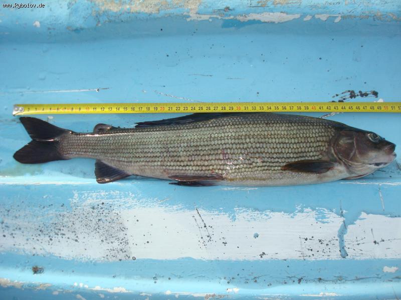 --����� ������� � ���� ���� - ������� (����������)