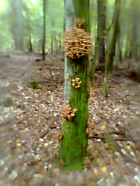 --Баварские опята. - рыбалка (фотоальбом)