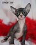 Canadian Sphynx - Канадский Сфинкс - рыбалка (фотоальбом)