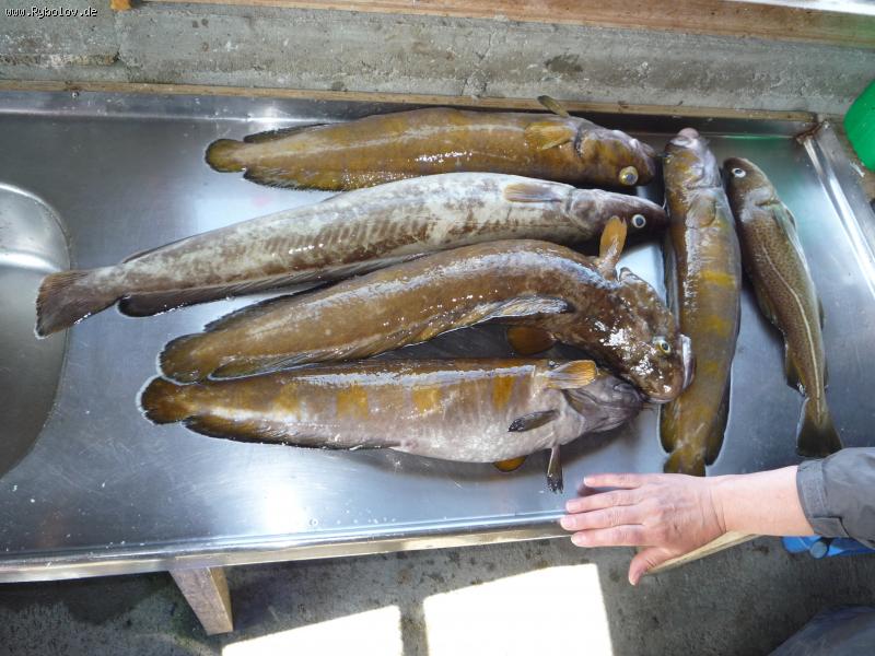 --Leng, Lumb, Dorsch; -  ()