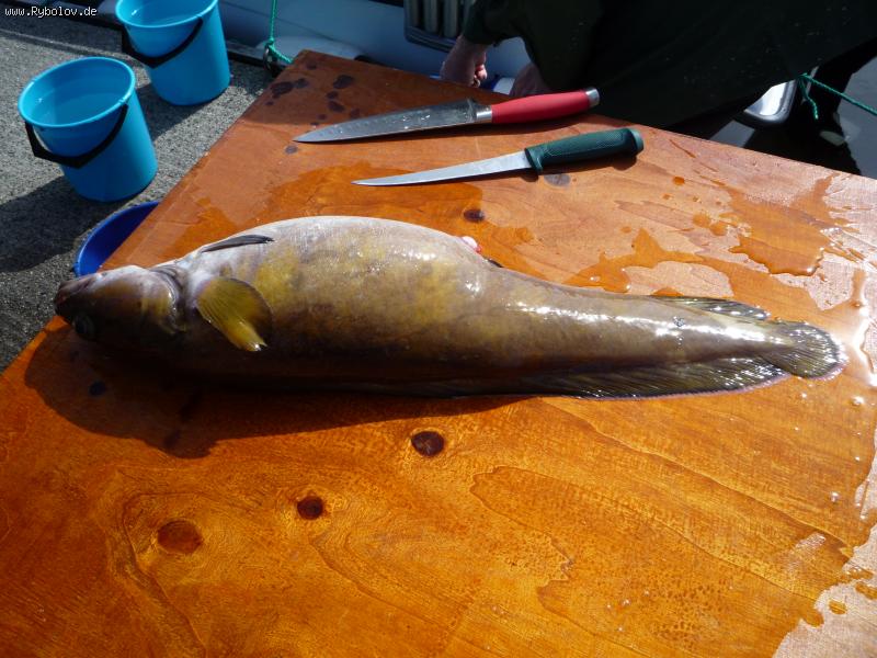 --Lumb - ������� (����������)