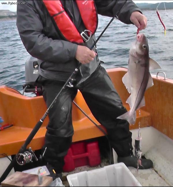 --Schellfisch - ������� (����������)