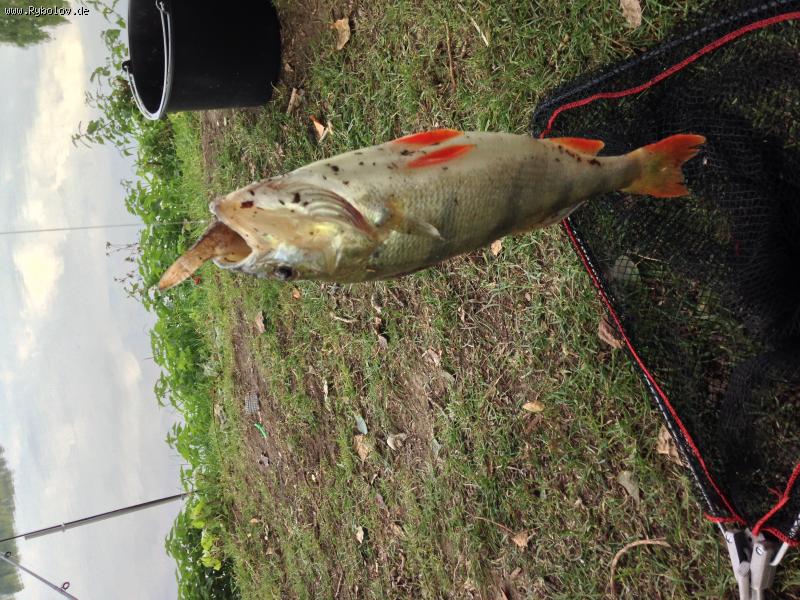 --Linne,NL 22,10,2013 - ������� (����������)