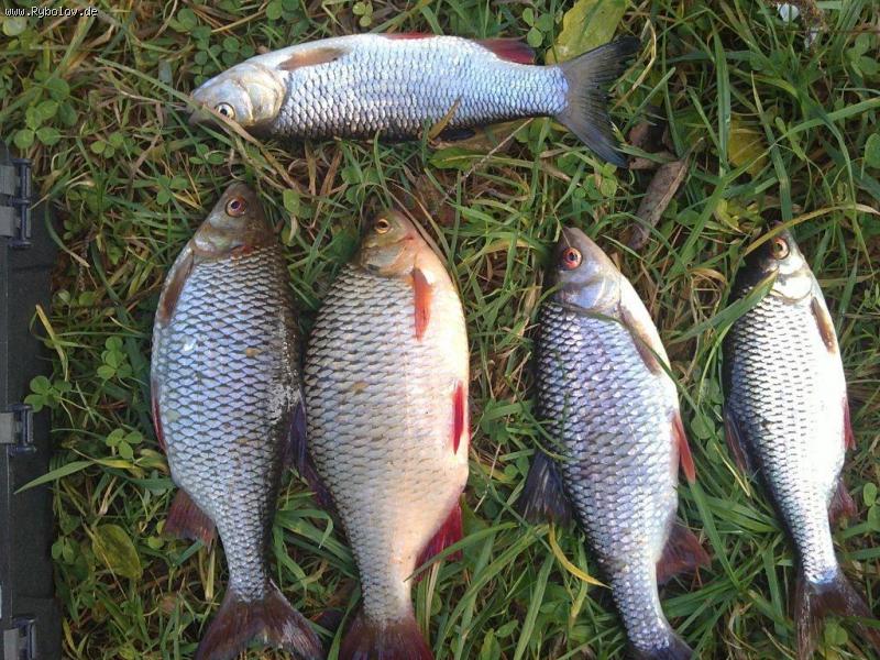 --��� ����������. - ������� (����������)