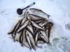 Сахалинский зубарь - рыбалка (фотоальбом)