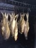 Лещ холодного копчения - рыбалка (фотоальбом)