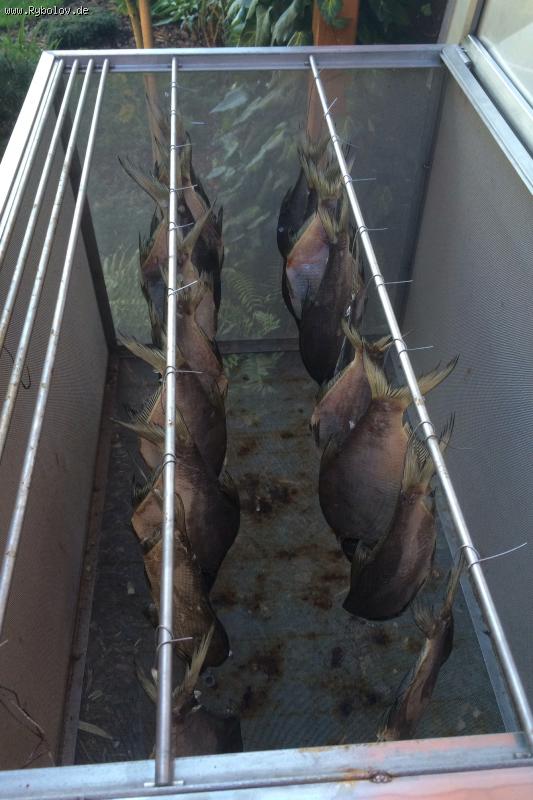 --��� ������� - ������� (����������)