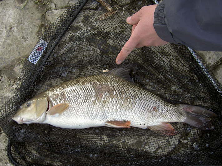 --���������� �������� - ������� (����������)