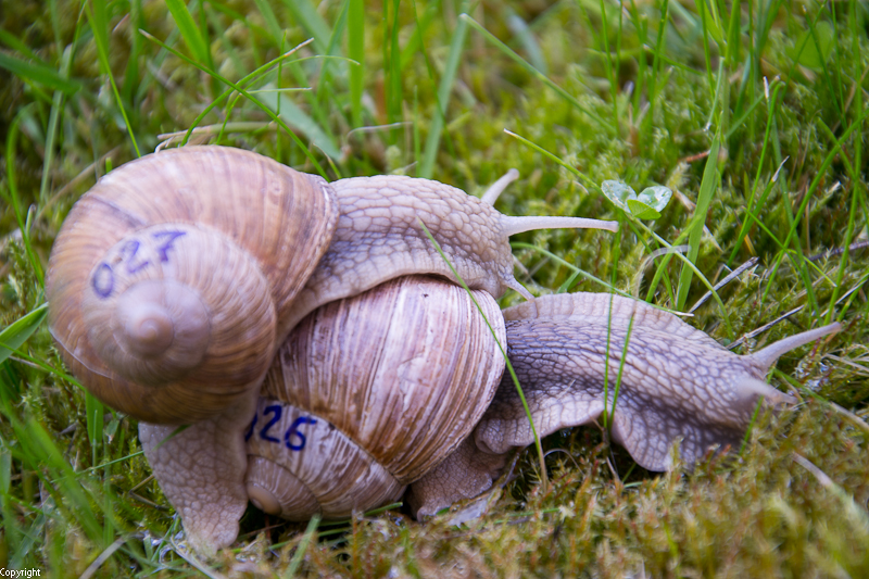 --��� ������ - ������� (����������)