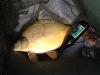 karp 3,8kg. - рыбалка (фотоальбом)