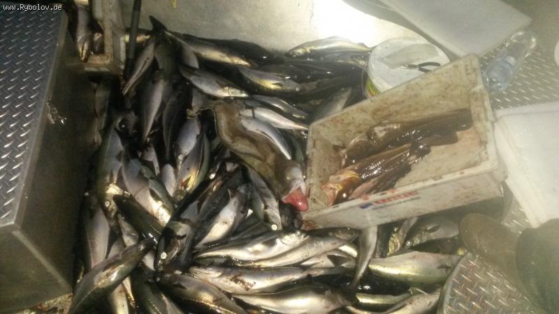 --Seelachs 1,5 ���� ������� � ������� ! - ������� (����������)