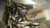 Seelachs 1,5     ! -  ()