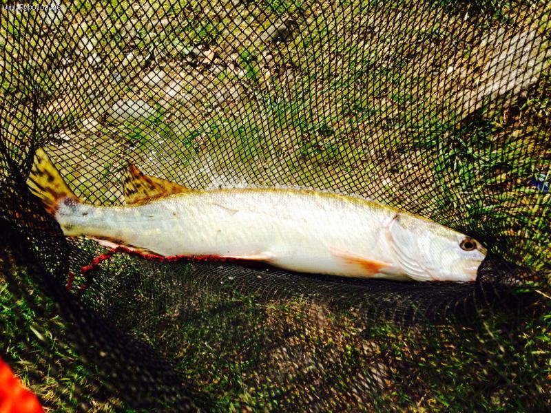 --���� . 1,200 �� - ������� (����������)