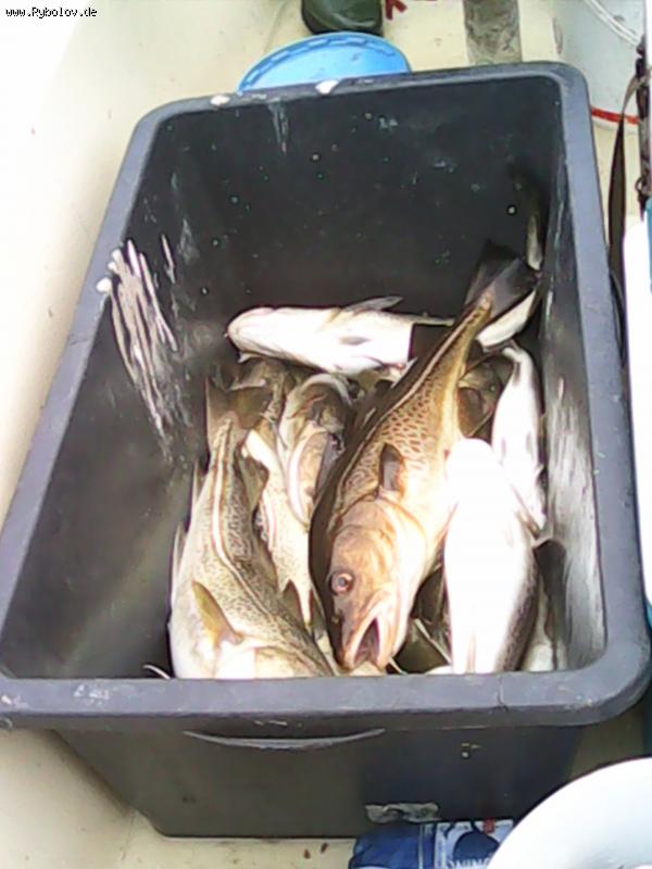 --���� �� ���� - ������� (����������)