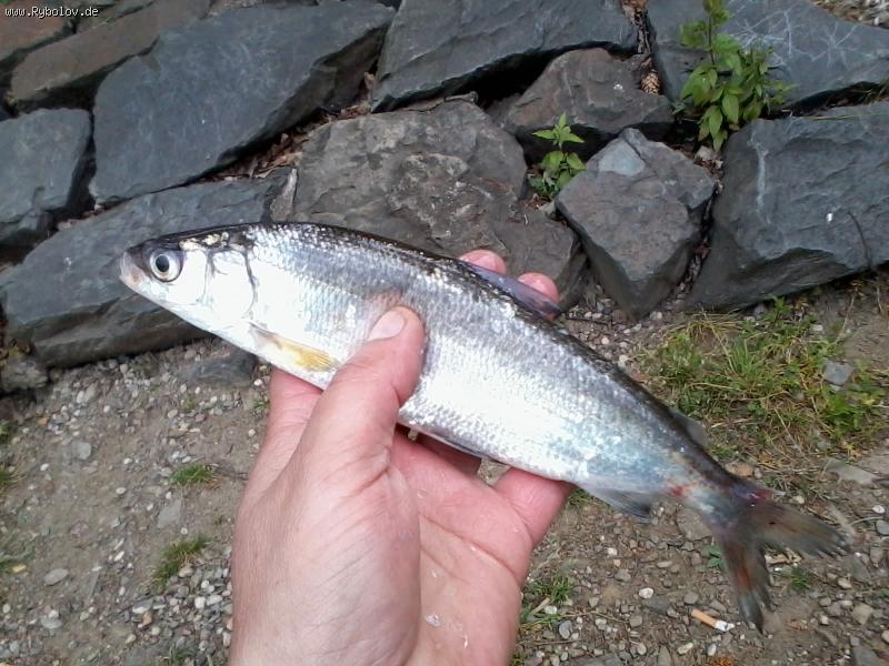 --renke - ������� (����������)