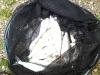 sorpesee -  ()