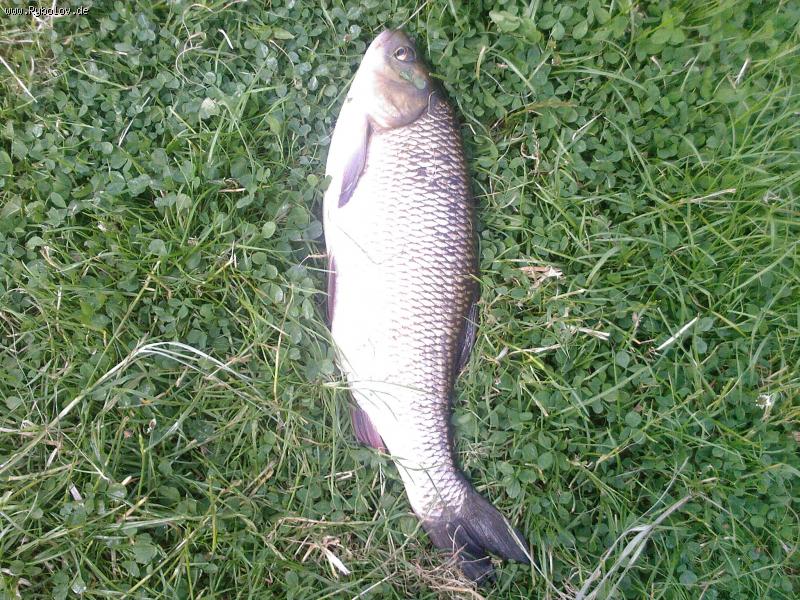 --������� - ������� (����������)