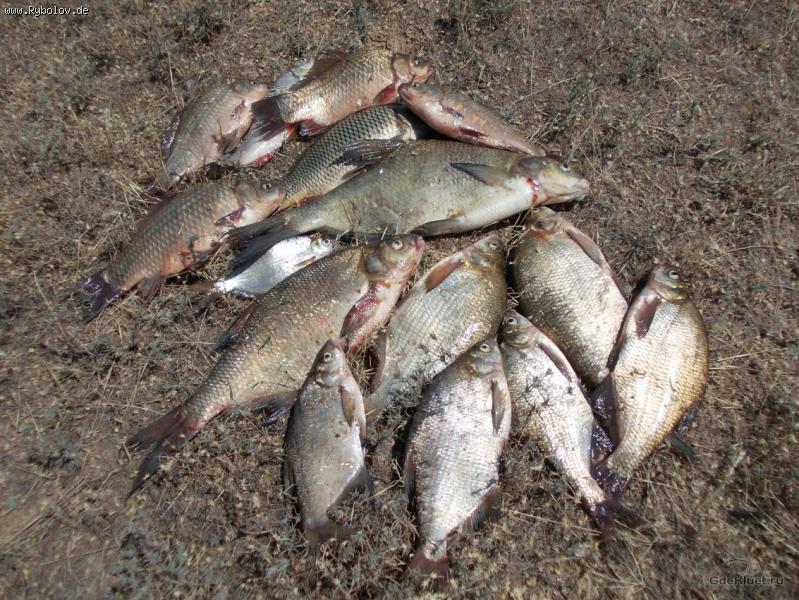 --������� - ������� (����������)