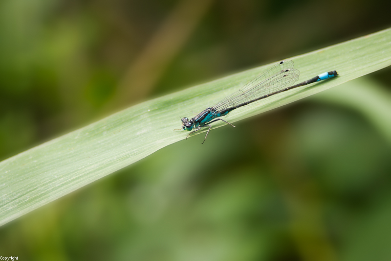 --Posenh&#252;ter :) -  ()