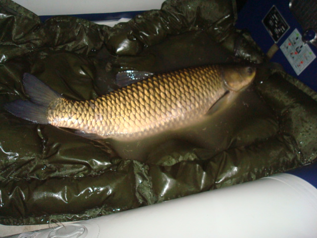 --����� ���� - ������� (����������)