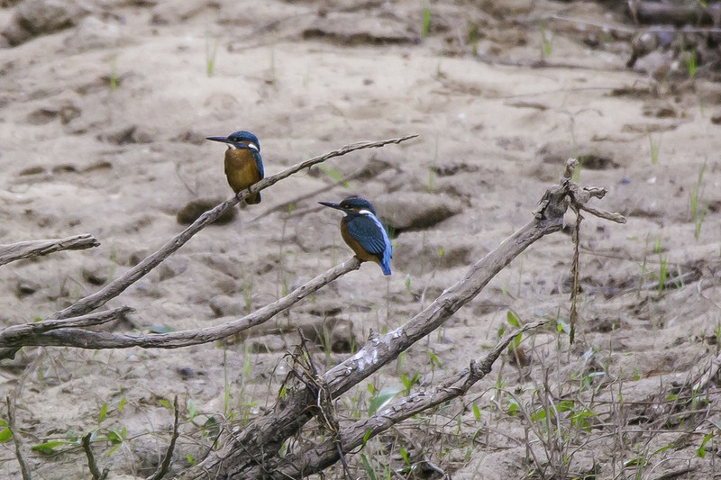 --Eisvogel/ -  ()