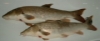 slawalter