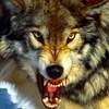 Wolf_fr