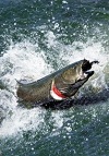 salmon